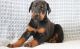 Doberman Pinscher Puppies for sale in Orlando, FL 32868, USA. price: NA