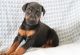 Doberman Pinscher Puppies for sale in Spartanburg, SC, USA. price: NA