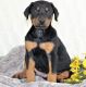 Doberman Pinscher Puppies for sale in Oklahoma City, OK, USA. price: $600