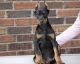 Doberman Pinscher Puppies for sale in Lansing, MI 48930, USA. price: $500