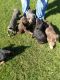Doberman Pinscher Puppies for sale in Bakersfield, CA, USA. price: $350