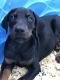 Doberman Pinscher Puppies for sale in Sebring, FL 33875, USA. price: $600