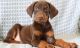 Doberman Pinscher Puppies for sale in Las Vegas, NV, USA. price: $500
