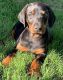 Doberman Pinscher Puppies for sale in Charlotte, NC, USA. price: NA