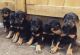 Doberman Pinscher Puppies for sale in Pensacola, FL, USA. price: $1,250