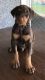 Doberman Pinscher Puppies for sale in Denair, CA 95316, USA. price: NA