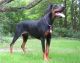 Doberman Pinscher Puppies for sale in Winsted, Winchester, CT 06098, USA. price: NA