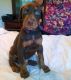 Doberman Pinscher Puppies for sale in Indianapolis, IN, USA. price: $600