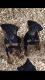 Doberman Pinscher Puppies for sale in Lula, GA 30554, USA. price: NA