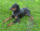 Doberman Pinscher Puppies for sale in Winsted, Winchester, CT 06098, USA. price: $1,200