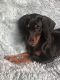 Doberman Pinscher Puppies for sale in Lula, GA 30554, USA. price: $800