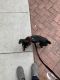 Doberman Pinscher Puppies for sale in Upland, CA, USA. price: NA