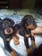 Doberman Pinscher Puppies for sale in Texarkana, AR 71854, USA. price: NA