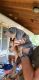 Doberman Pinscher Puppies for sale in Hillsdale, MI, USA. price: NA