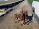 Doberman Pinscher Puppies for sale in Tulare, CA 93274, USA. price: NA