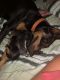 Doberman Pinscher Puppies for sale in Lancaster, OH 43130, USA. price: NA
