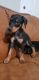 Doberman Pinscher Puppies for sale in Delano, CA, USA. price: $400
