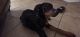 Doberman Pinscher Puppies for sale in 6420 Fulton Ave, Van Nuys, CA 91401, USA. price: NA