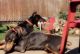 Doberman Pinscher Puppies for sale in Lancaster, OH 43130, USA. price: NA