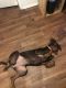 Doberman Pinscher Puppies for sale in San Diego, CA 92109, USA. price: NA