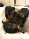 Doberman Pinscher Puppies for sale in Detroit, MI, USA. price: $900