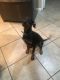 Doberman Pinscher Puppies for sale in 6420 Fulton Ave, Van Nuys, CA 91401, USA. price: NA