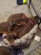 Doberman Pinscher Puppies for sale in Romulus, MI, USA. price: $900