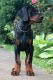 Doberman Pinscher Puppies for sale in Chambersburg, PA, USA. price: NA