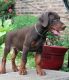 Doberman Pinscher Puppies for sale in Chambersburg, PA, USA. price: NA