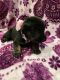 Doberman Pinscher Puppies for sale in 316 E Althea Ave, Tampa, FL 33612, USA. price: $3,000