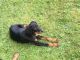 Doberman Pinscher Puppies for sale in Frenchburg, KY, USA. price: NA