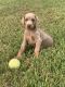 Doberman Pinscher Puppies for sale in Chester, AR 72934, USA. price: $1,500