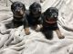 Doberman Pinscher Puppies for sale in Almena, WI 54805, USA. price: $1,500