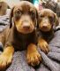 Doberman Pinscher Puppies for sale in Myakka City, FL 34251, USA. price: $950