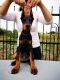 Doberman Pinscher Puppies for sale in Katy, TX, USA. price: NA