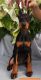 Doberman Pinscher Puppies for sale in Katy, TX, USA. price: NA