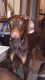 Doberman Pinscher Puppies for sale in Petersburg, OH 44454, USA. price: NA