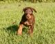 Doberman Pinscher Puppies for sale in Pontotoc, MS 38863, USA. price: $900