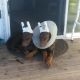 Doberman Pinscher Puppies for sale in Redding, CA, USA. price: $2,250