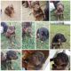 Doberman Pinscher Puppies for sale in Ithaca, MI 48847, USA. price: $225