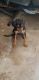 Doberman Pinscher Puppies for sale in Fresno, CA 93703, USA. price: $350