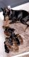 Doberman Pinscher Puppies for sale in Sparta, MI 49345, USA. price: NA
