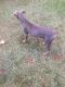 Doberman Pinscher Puppies for sale in Oxford, MS, USA. price: $400