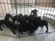 Doberman Pinscher Puppies for sale in Stanton, CA 90680, USA. price: NA