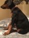 Doberman Pinscher Puppies for sale in Coppell, TX, USA. price: NA
