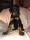 Doberman Pinscher Puppies for sale in Derby, KS 67037, USA. price: $1,000