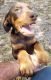Doberman Pinscher Puppies for sale in Myakka City, FL 34251, USA. price: NA