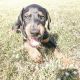Doberman Pinscher Puppies for sale in Celina, TX, USA. price: NA