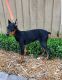 Doberman Pinscher Puppies for sale in Lake City, FL, USA. price: NA