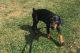 Doberman Pinscher Puppies for sale in Mineola, NY, USA. price: NA